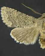 Orthosia terminata