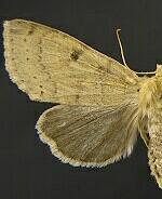 Orthosia arthrolita