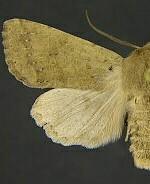 Orthosia pacifica