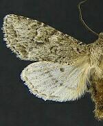 Egira cognata