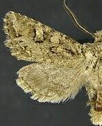 Miodera stigmata