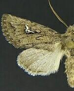 Tricholita chipeta