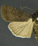 Euxoa stygialis