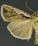 Euxoa subandera