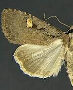 Adelphagrotis indeterminata