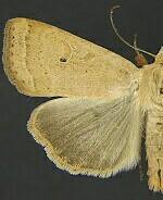 Abagrotis kirkwoodi