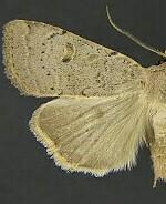 Abagrotis kirkwoodi