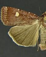 Abagrotis rubricundis