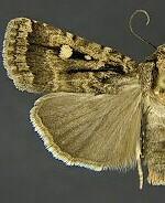 Abagrotis hennei