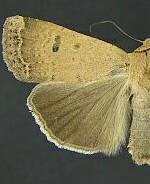 Abagrotis denticulata