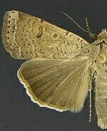 Abagrotis denticulata