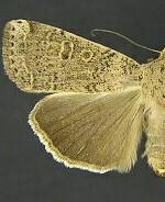 Abagrotis denticulata