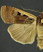 Parabagrotis sulinaris