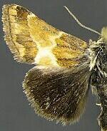 Schinia scarletina