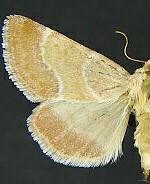 Schinia buta