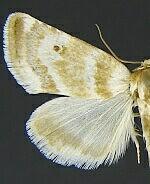 Schinia velaris