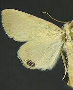 Litoprosopus coachella