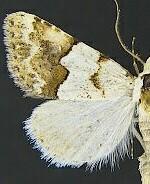 Euaontia clarki