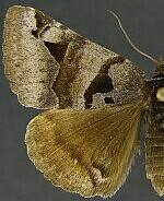 Euclidia ardita