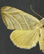 Bagisara laverna