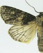 Acronicta nigrosuffusa