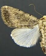 Caradrina umbricata