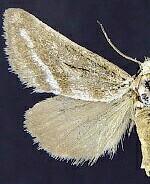 Lineostriastiria hutsoni