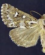 Fala ptycophora