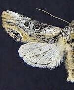 Walterella ocellata