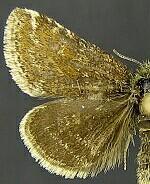 Axenus arvalis