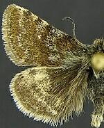 Axenus arvalis