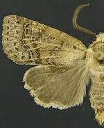 Homoglaea californica