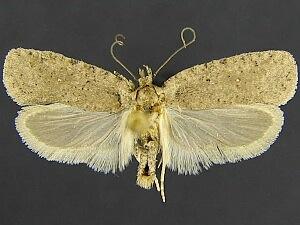 Agonopterix cajonensis