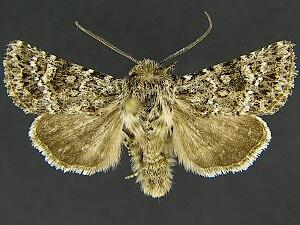 Lacinipolia leucogramma