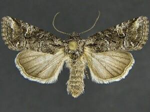 Lacinipolia rodora