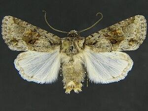 Lacinipolia quadrilineata