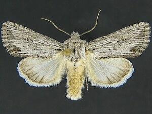 Trichocerapoda strigata