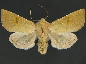 Orthosia ferrigera