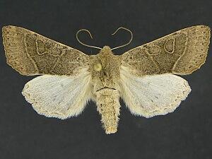 Orthosia behrensiana