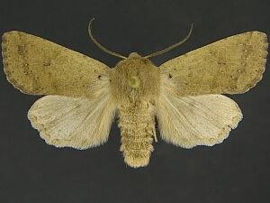 Orthosia pacifica