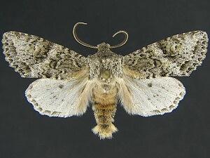 Egira cognata