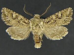 Miodera stigmata