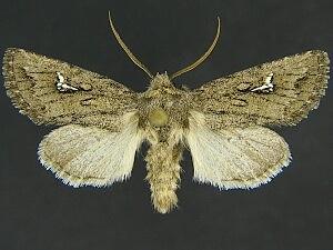 Tricholita chipeta