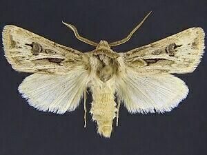 Agrotis venerabilis