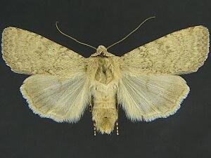 Euxoa serricornis