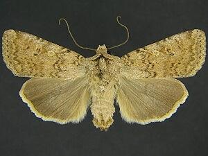 Euxoa serricornis