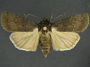 Euxoa stygialis