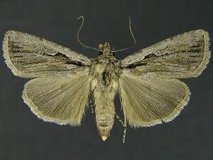 Euxoa subandera