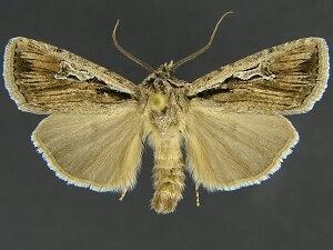 Euxoa subandera