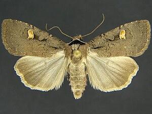 Adelphagrotis indeterminata